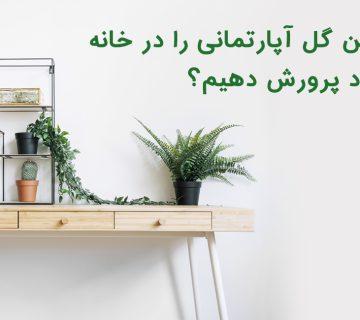 چگونه بهترین گل آپارتمانی را در خانه خود پرورش دهیم؟