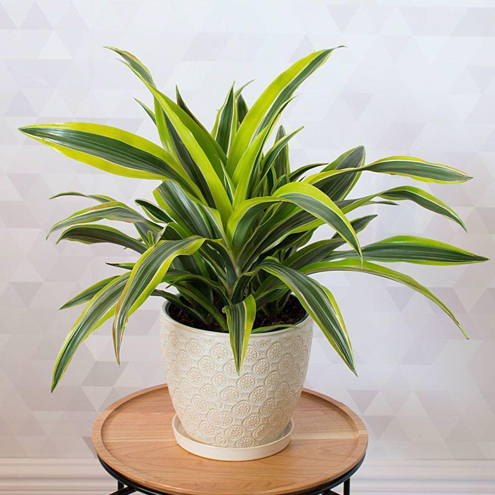 دراکنا (Dracaena):