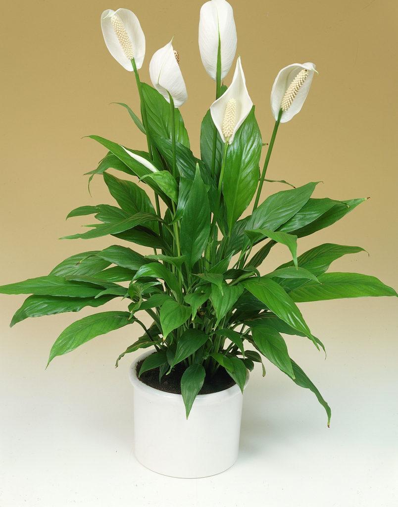 اسپاتیفیلوم (Spathiphyllum):