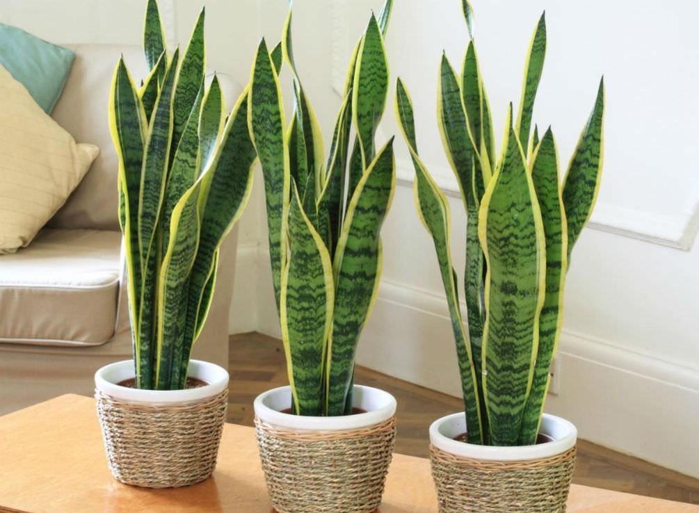 سانسوریا (Sansevieria):