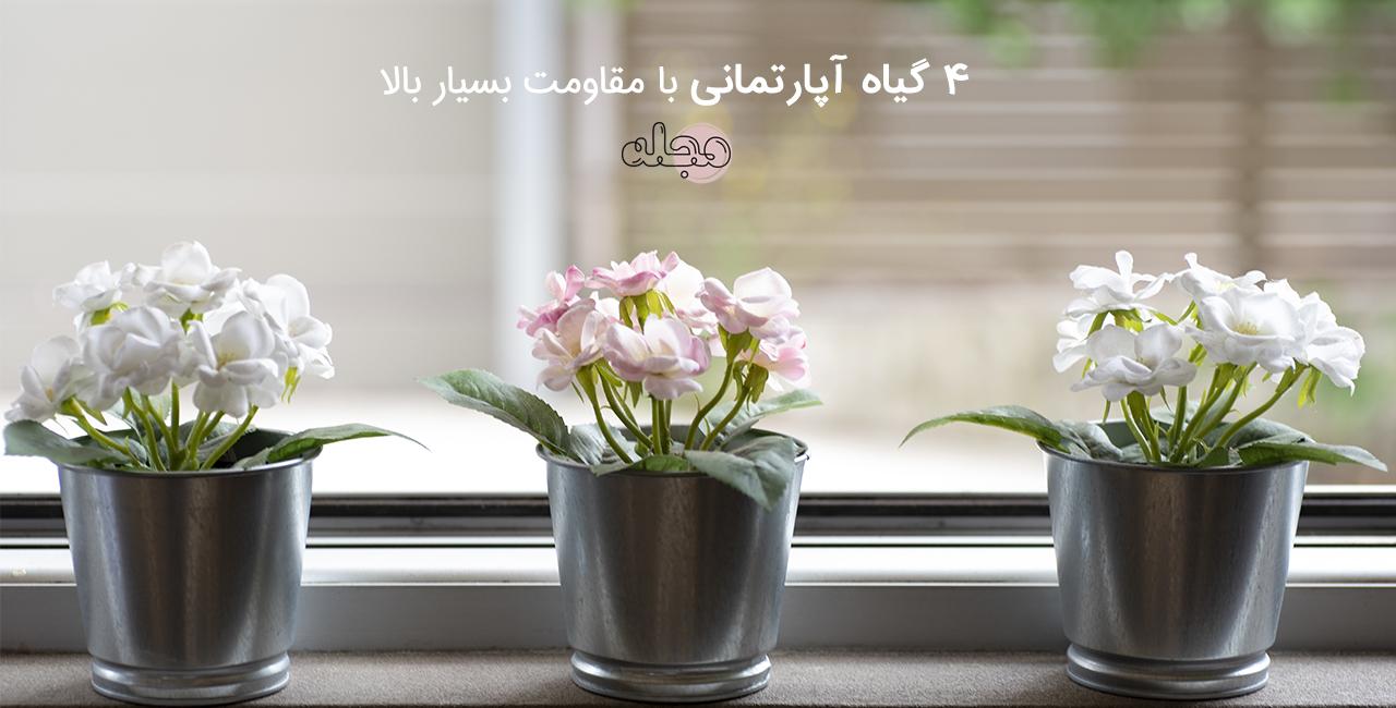 ۴ گیاه آپارتمانی با مقاومت بسیار بالا