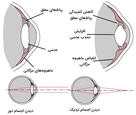 ساختار اپتیکی چشم