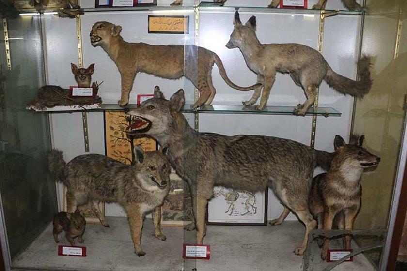 10- موزه تاریخ طبیعی همدان