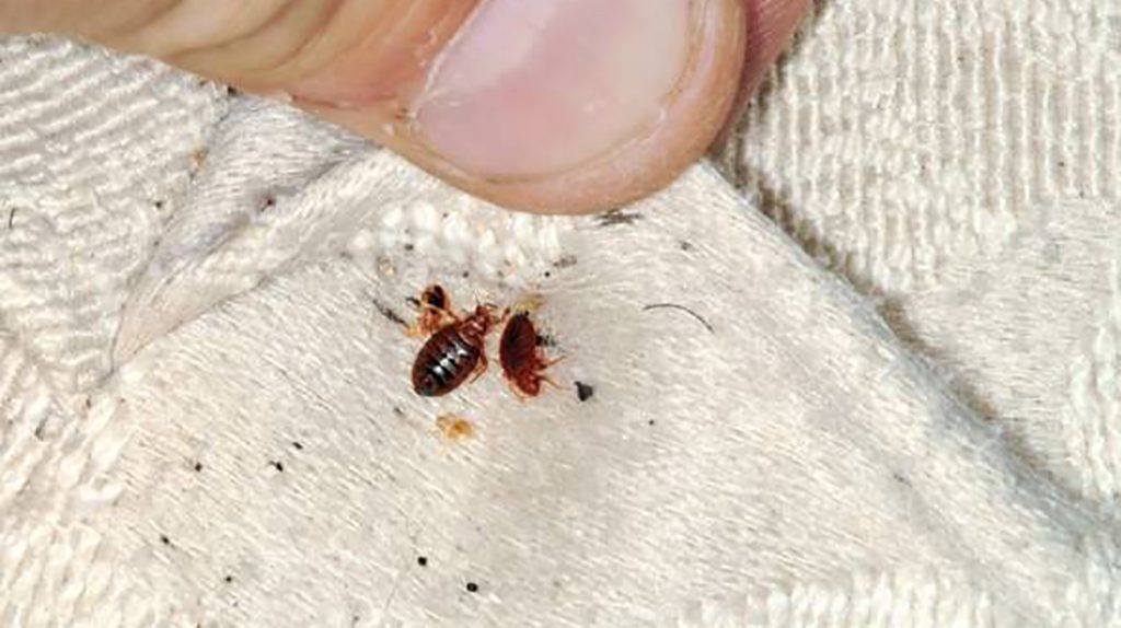 2 اقدام اساسی اولیه برای رهایی از ساس