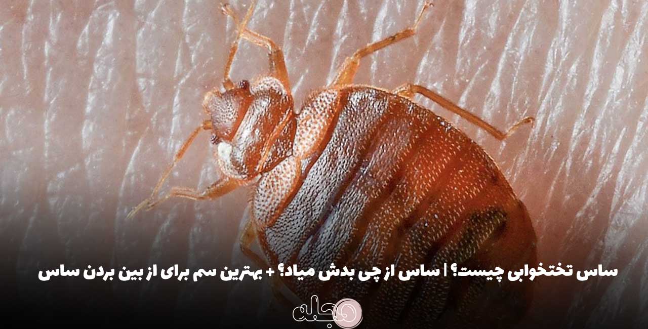 ساس تختخوابی چیست؟ | ساس از چی بدش میاد؟ + بهترین سم برای از بین بردن ساس