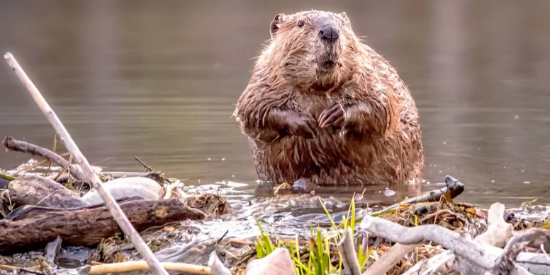 مهندسان کوچک طبیعت