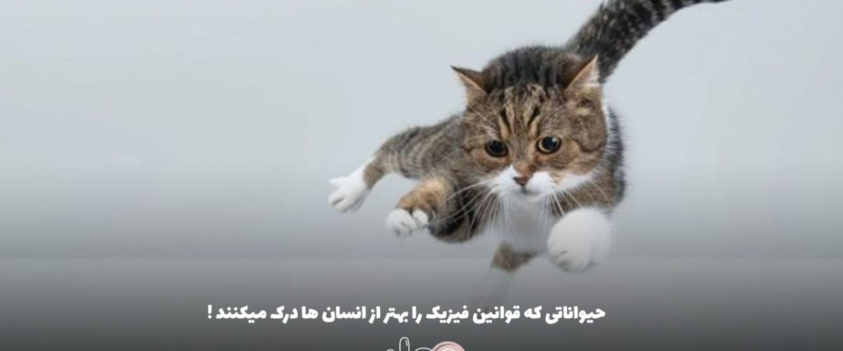 حیواناتی که قوانین فیزیک را بهتر از انسان ها درک میکنند !