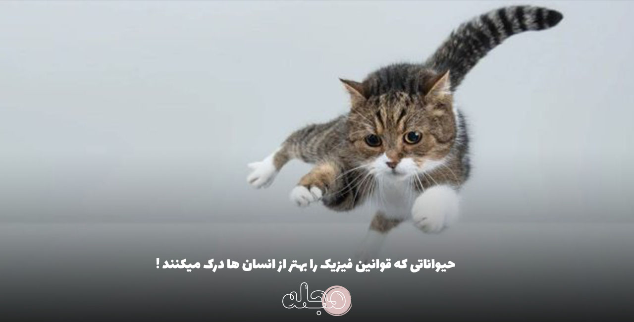 حیواناتی که قوانین فیزیک را بهتر از انسان ها درک میکنند !