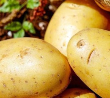 بررسی تاثیر سیب زمینی آب پز بر کاهش یا افزایش وزن | سیب زمینی آب پز چاق می‌کند یا لاغر؟